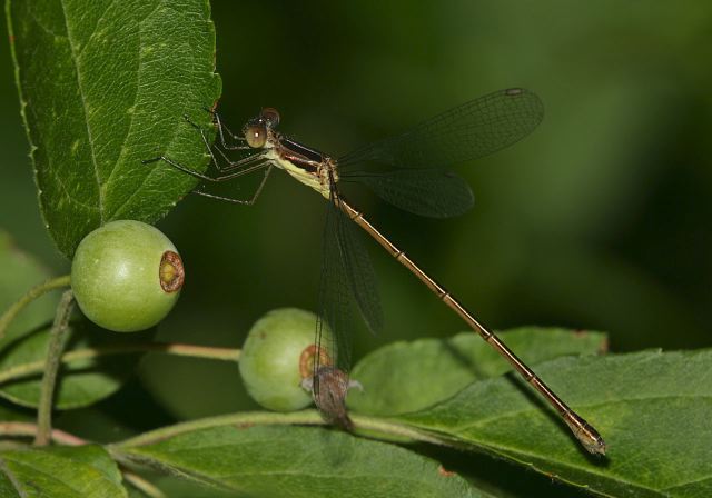 Lestes rectangularis Lestidae