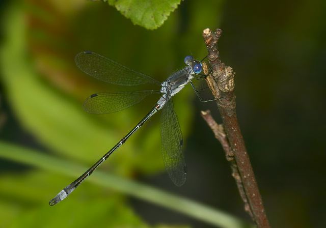 Lestes forcipatus Lestidae