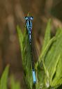 azure_bluet_0620