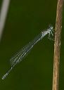 damselfly042