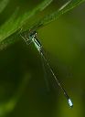 eastern_forktail004