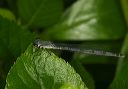 eastern_forktail124