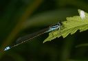 enallagma_sp668