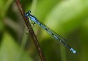 northern_bluet233