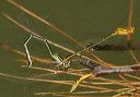 orange_bluet361