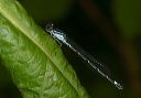 skimming_bluet761