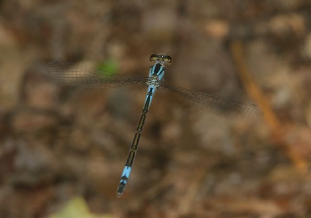 Enallagma aspersum Coenagrionidae