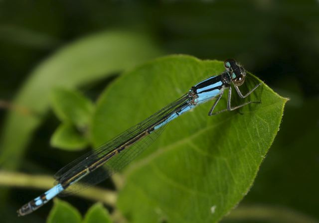 Enallagma aspersum Coenagrionidae