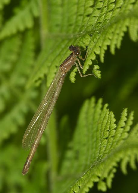 Enallagma Coenagrionidae