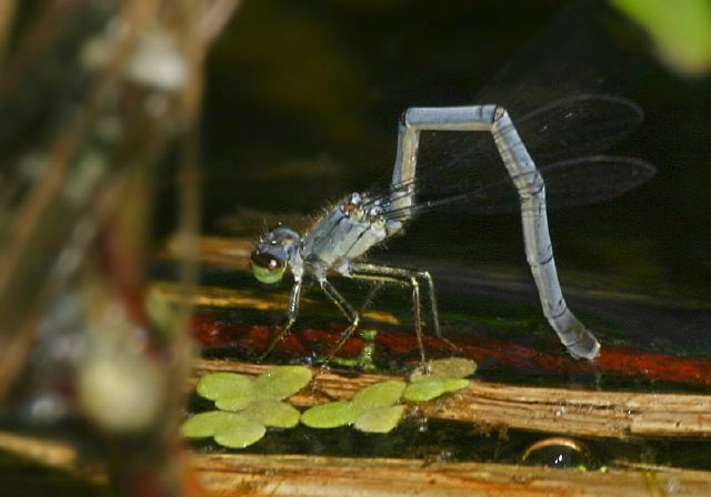 Ischnura verticalis Coenagrionidae