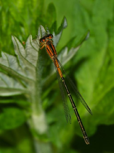 Ischnura verticalis Coenagrionidae