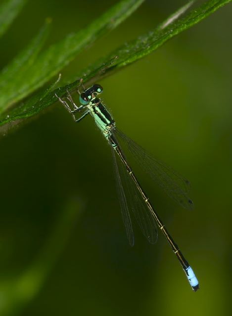 Ischnura verticalis Coenagrionidae