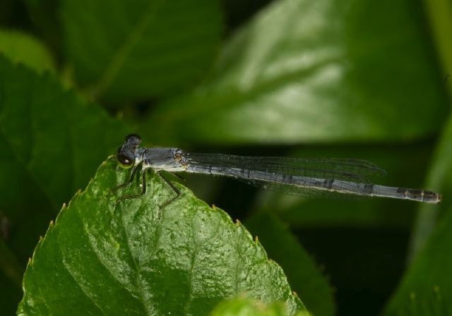 Ischnura verticalis Coenagrionidae