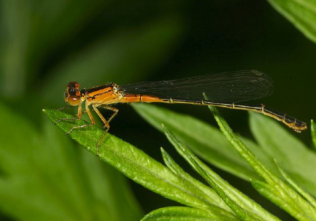 Ischnura verticalis Coenagrionidae