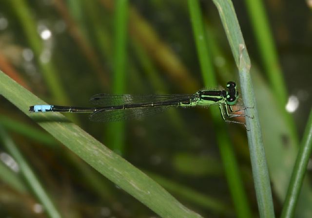 Ischnura verticalis Coenagrionidae