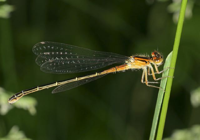 Ischnura verticalis Coenagrionidae