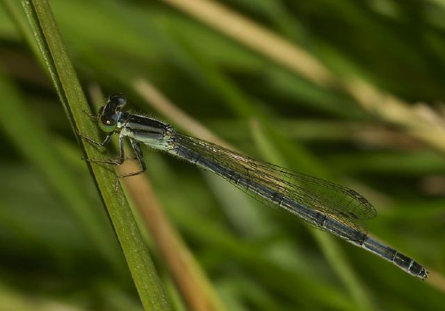 Ischnura verticalis Coenagrionidae