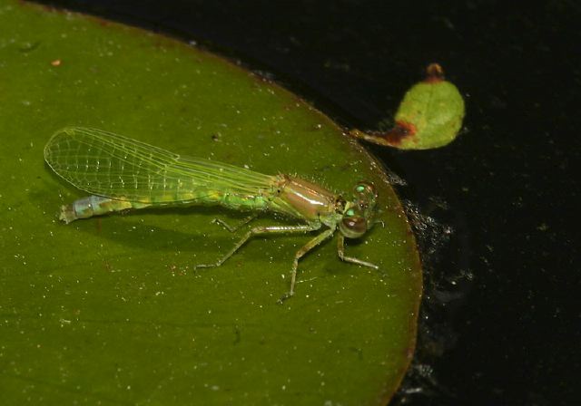 Ischnura verticalis Coenagrionidae