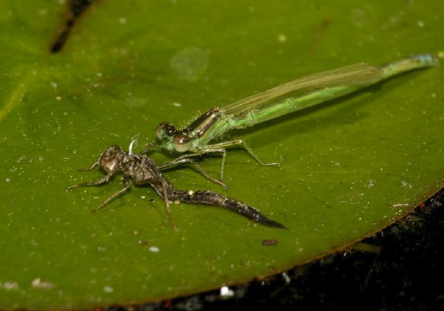 Ischnura verticalis Coenagrionidae