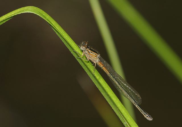 Ischnura verticalis Coenagrionidae