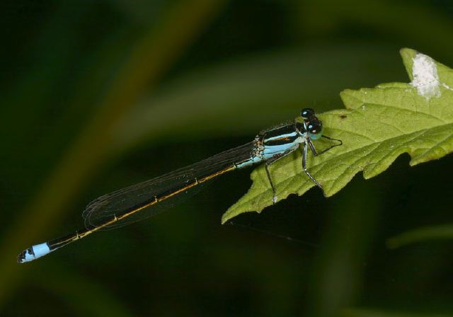 Ischnura ramburii Coenagrionidae