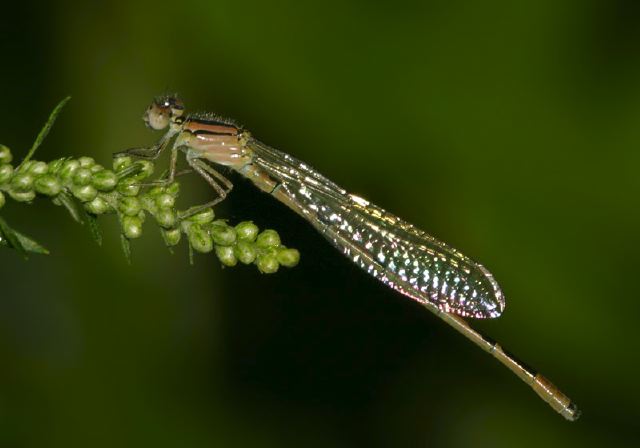 Enallagma civile Coenagrionidae