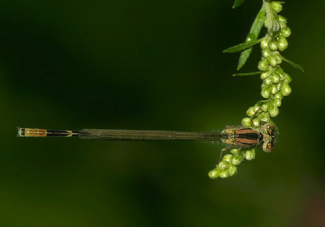Enallagma civile Coenagrionidae