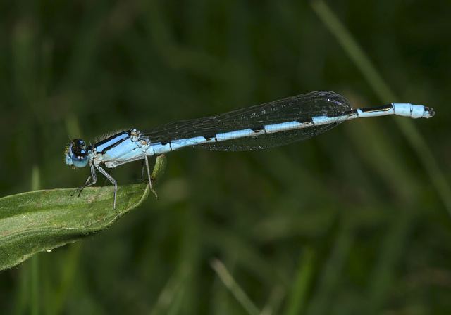 Enallagma civile Coenagrionidae