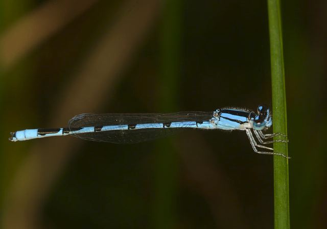 Enallagma civile Coenagrionidae