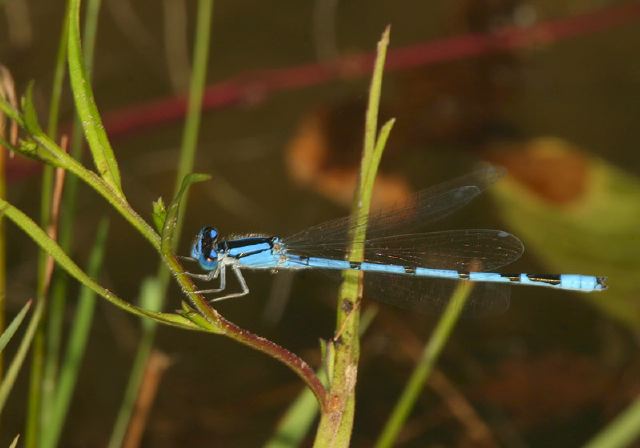 Enallagma civile Coenagrionidae