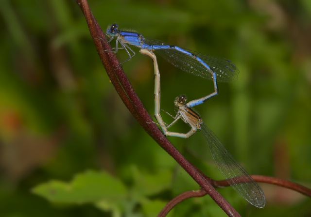 Enallagma civile Coenagrionidae