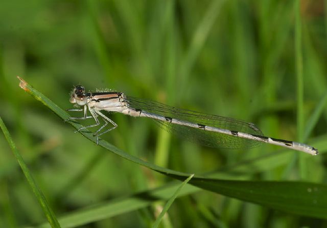 Enallagma civile Coenagrionidae