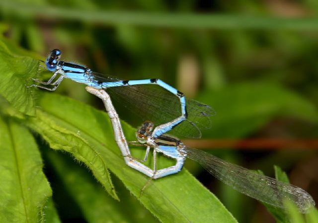 Enallagma civile Coenagrionidae