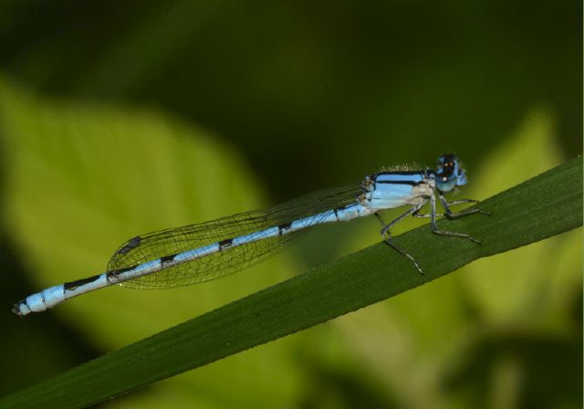 Enallagma civile Coenagrionidae