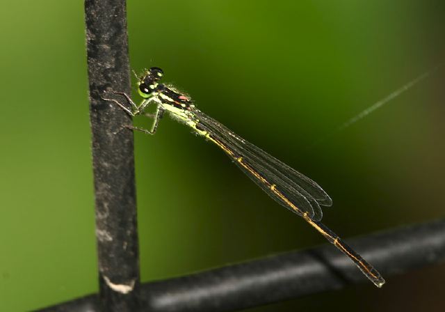 Ischnura posita Coenagrionidae