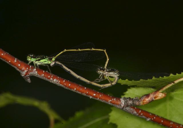 Ischnura posita Coenagrionidae