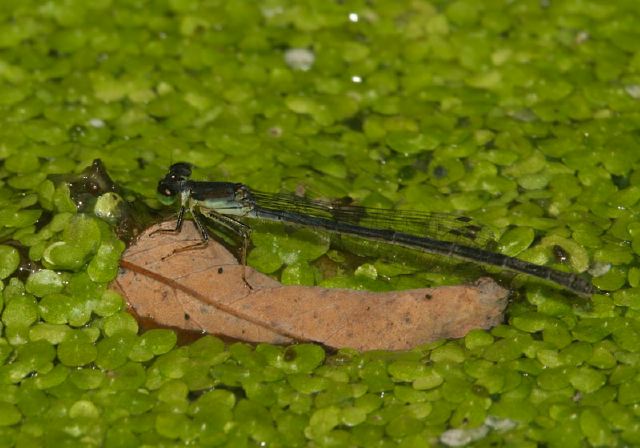 Ischnura posita Coenagrionidae