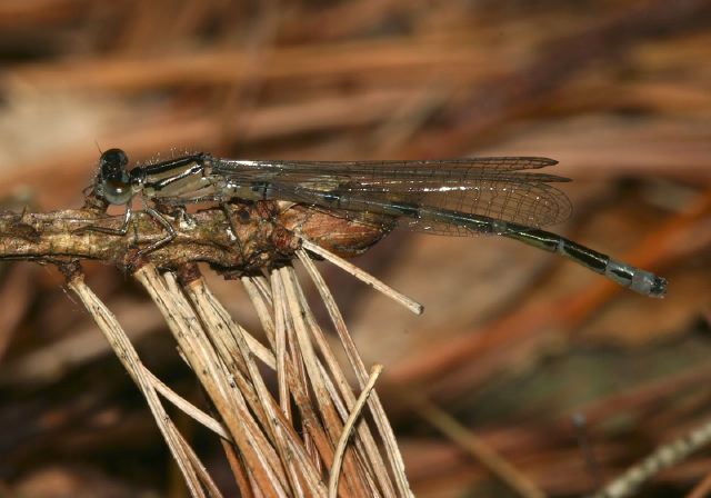 Enallagma laterale Coenagrionidae