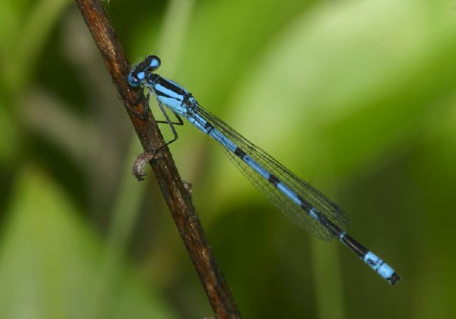 Enallagma cyathigerum Coenagrionidae