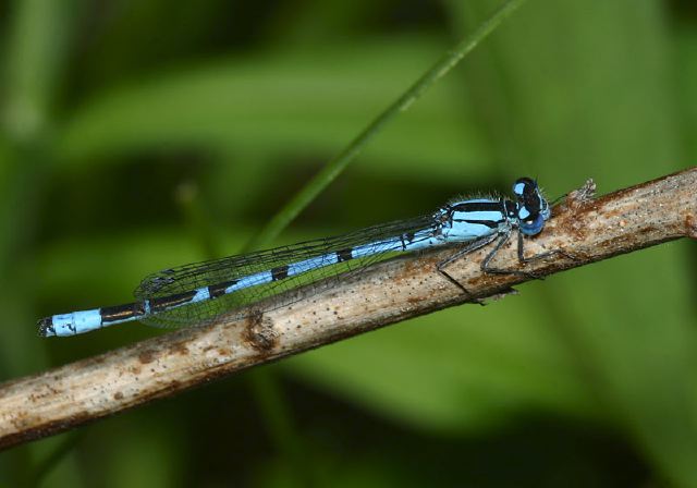 Enallagma cyathigerum Coenagrionidae