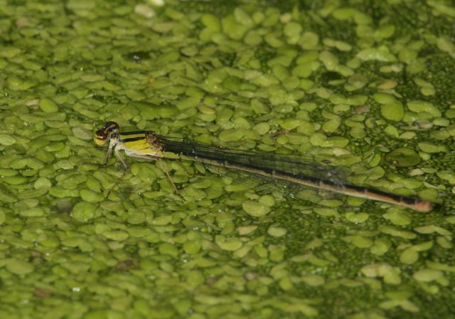 Enallagma signatum Coenagrionidae