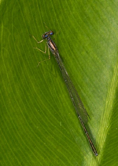 Enallagma signatum Coenagrionidae