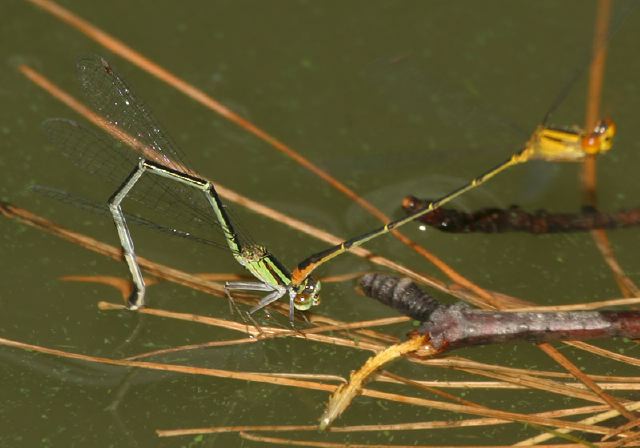 Enallagma signatum Coenagrionidae