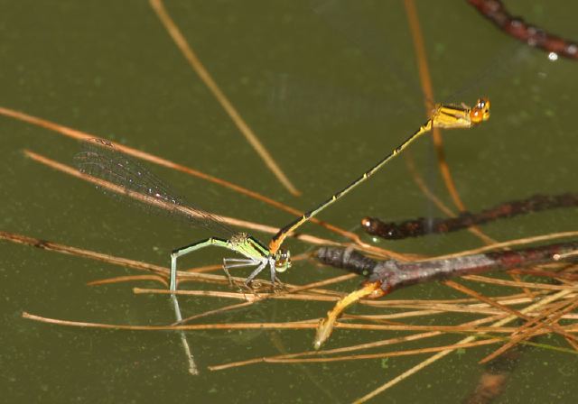 Enallagma signatum Coenagrionidae