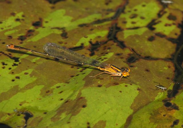 Enallagma signatum Coenagrionidae