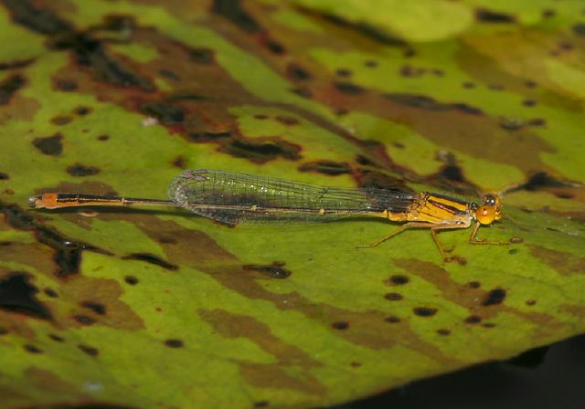 Enallagma signatum Coenagrionidae