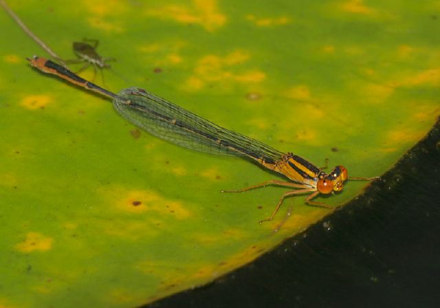 Enallagma signatum Coenagrionidae