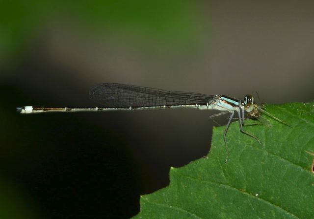 Enallagma signatum Coenagrionidae