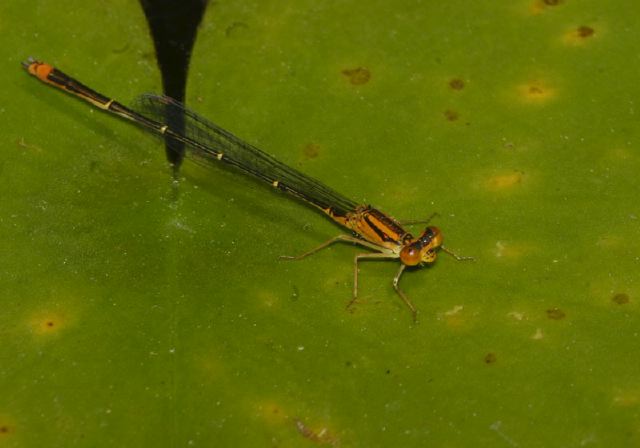 Enallagma signatum Coenagrionidae