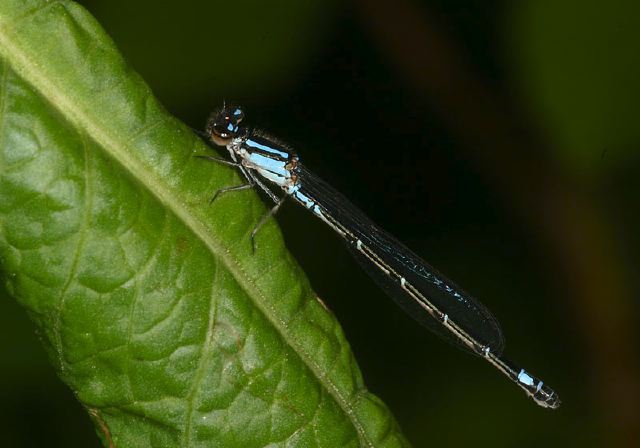 Enallagma geminatum Coenagrionidae